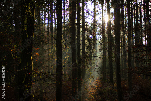 sun rays in forest © Jane