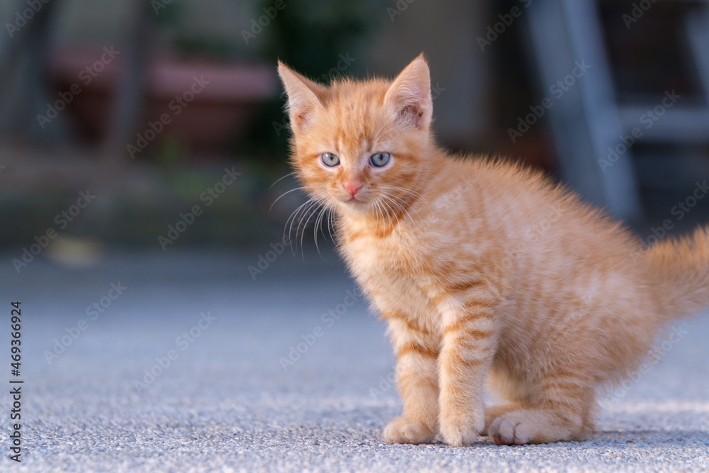Cute ginger kitten portfolio