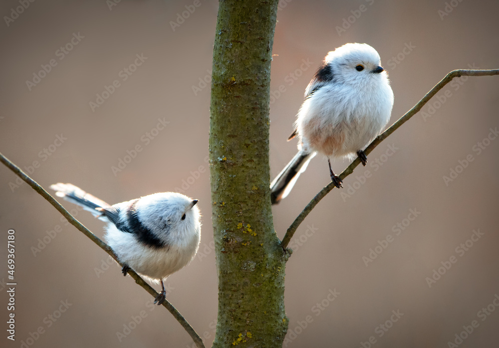 Obraz premium long-tailed tit