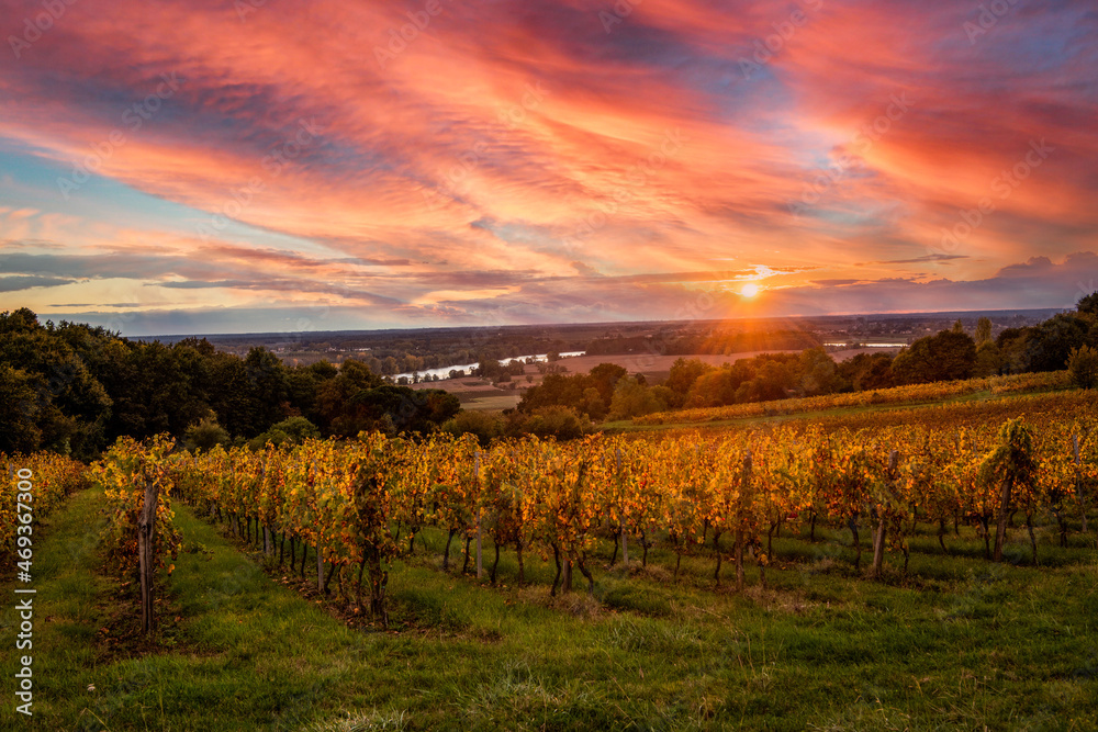 Bordeaux Vineyard at sunrise in autumn, Entre deux mers, Langoiran, Gironde, France