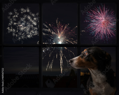Dog looks out the window and watching the fireworks