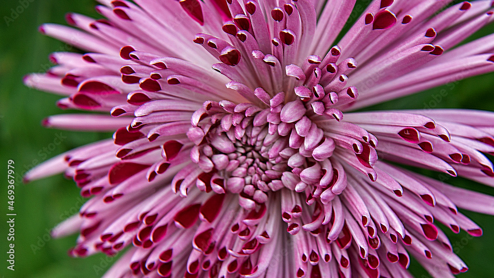 Inflorescences of ornamental plants used in 2021 to decorate monuments, tombstones during the traditional Feast of the Dead in Podlasie in Poland. Inflorescences of ornamental plants used in 2021 to decorate monuments, tombstones during the traditional Feast of the Dead in Podlasie in Poland.