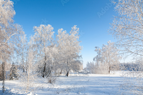 Beautiful winter landscape with snow covered trees. Frosty trees. Christmas holidays. © Klever_ok