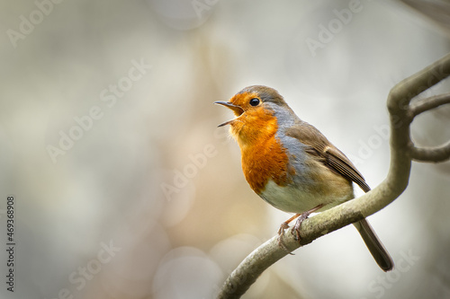 robin on a branch © NECULAI