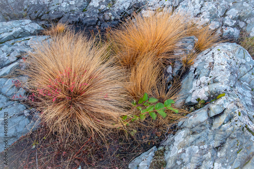 Obraz na plátně Native grasses surviving on barren rocky north shore of Lake Superior