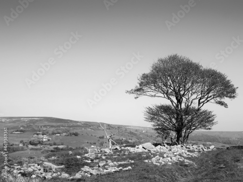 a single tree in a rock covered meadow looking over the calder valley and midgley moor in west yorkshire photo