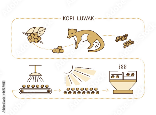 stages of production of coffee beans kopi luwak photo
