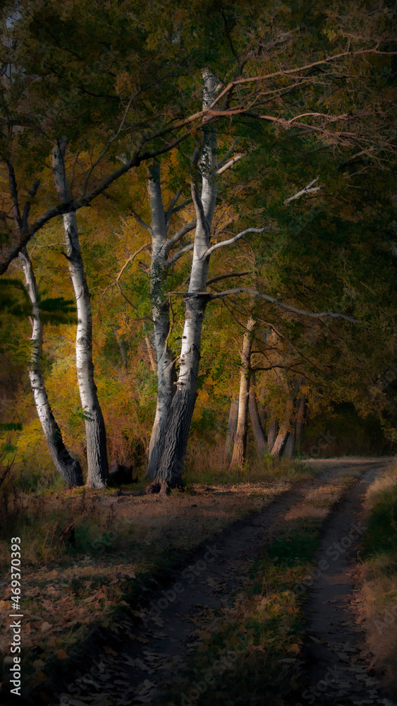 Fototapeta premium The play of light and shadow. Tall, light-colored tree trunks adorn the forest lawn.Path in the forest.