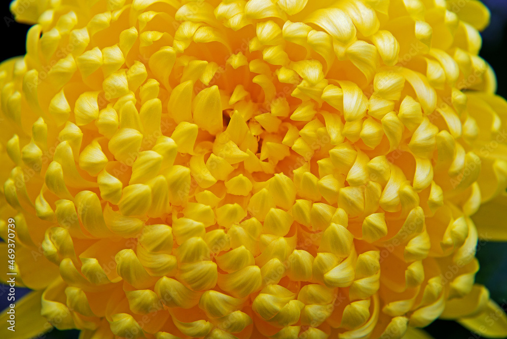 Inflorescences of ornamental plants used in 2021 to decorate monuments, tombstones during the traditional Feast of the Dead in Podlasie in Poland. Inflorescences of ornamental plants used in 2021 to decorate monuments, tombstones during the traditional Feast of the Dead in Podlasie in Poland.