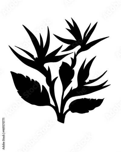Strelitzia Reginae flower illustration collection isolated on white. Green le...