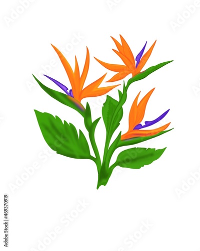 Strelitzia Reginae flower illustration collection isolated on white. Green le...