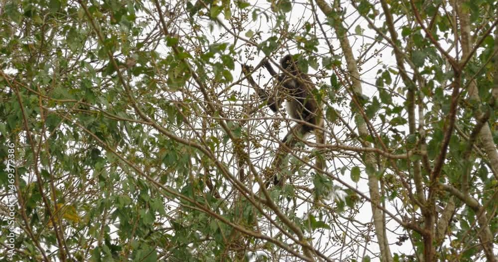 Mono araña (Ateles geoffroyi) se alimenta de hojas en árbol de la ciudad Maya de Calakmul, Campeche, México. Mono araña (Ateles geoffroyi) se alimenta de hojas en árbol de la ciudad Maya de Calakmul, Campeche, México.