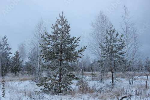 Wallpaper Mural snow covered trees Torontodigital.ca