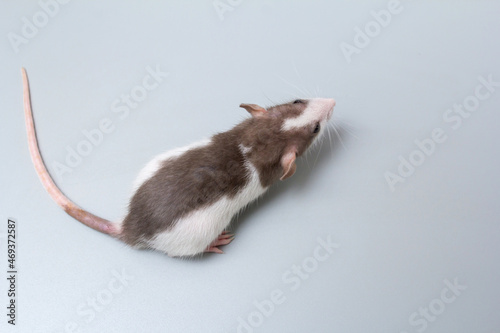 hand-held pet rat top view on a gray background
