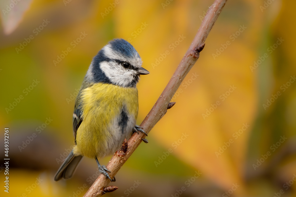 Fototapeta premium blue tit