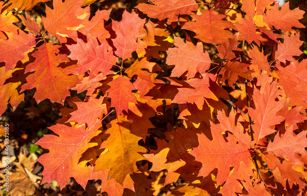 Fototapeta premium autumn leaves background