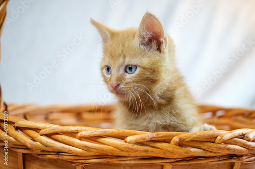 Beautiful ginger kitten portfolio © fotorudi_101