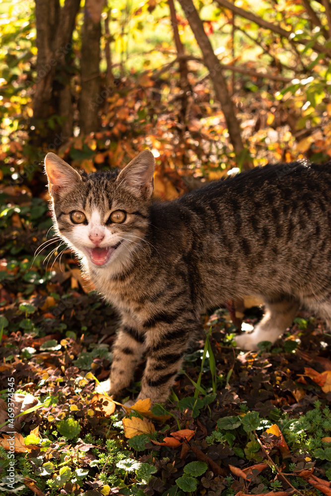 Happy little cat among the leaves in autumn, enjoying good weather