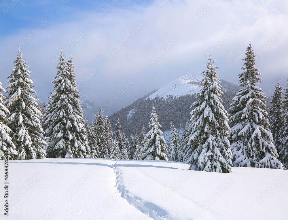 Nature winter landscape. On the lawn covered with snow there is a trodden path leading to the high mountains with snow white peak. Snowy background. Location place the Carpathian, Ukraine, Europe.