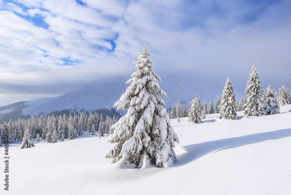 Beautiful landscape on the cold winter morning. Pine trees in the snowdrifts. Lawn and forests in fog. Snowy background. Nature scenery. Location place the Carpathian, Ukraine, Europe.