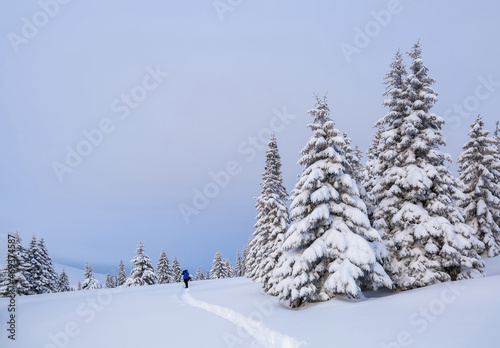 Nature winter landscape. On the lawn covered with snow there is a trodden path leading to the high mountains with snow white peak. Snowy background. Location place the Carpathian  Ukraine  Europe.