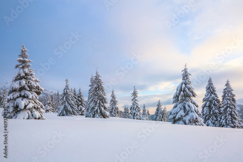 A panoramic view. Winter landscape. Christmas wonderland. Magical forest. Meadow covered with frost trees in the snowdrifts. Snowy wallpaper background. © Vitalii_Mamchuk
