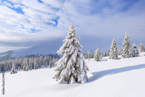 Beautiful landscape on the cold winter morning. Pine trees in the snowdrifts. Lawn and forests in fog. Snowy background. Nature scenery. Location place the Carpathian, Ukraine, Europe. © Vitalii_Mamchuk