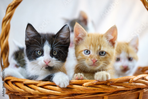 Obraz na plátně Cute tabby, tuxedo and ginger kittens in a basket