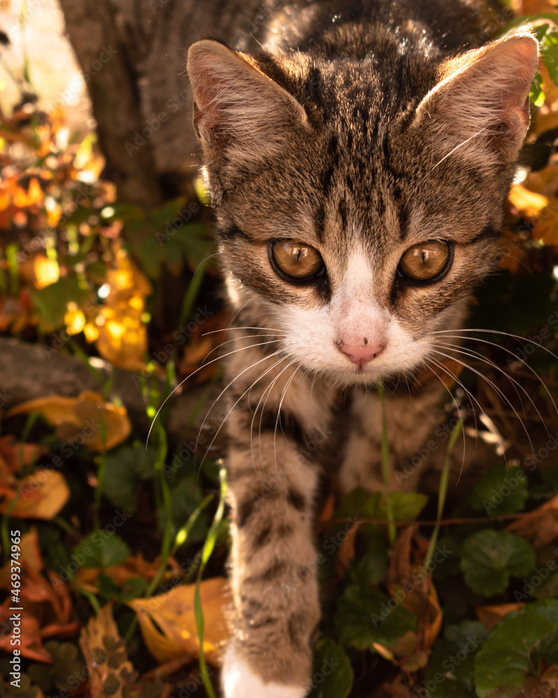 Fototapeta premium Happy little cat among the leaves in autumn, enjoying good weather