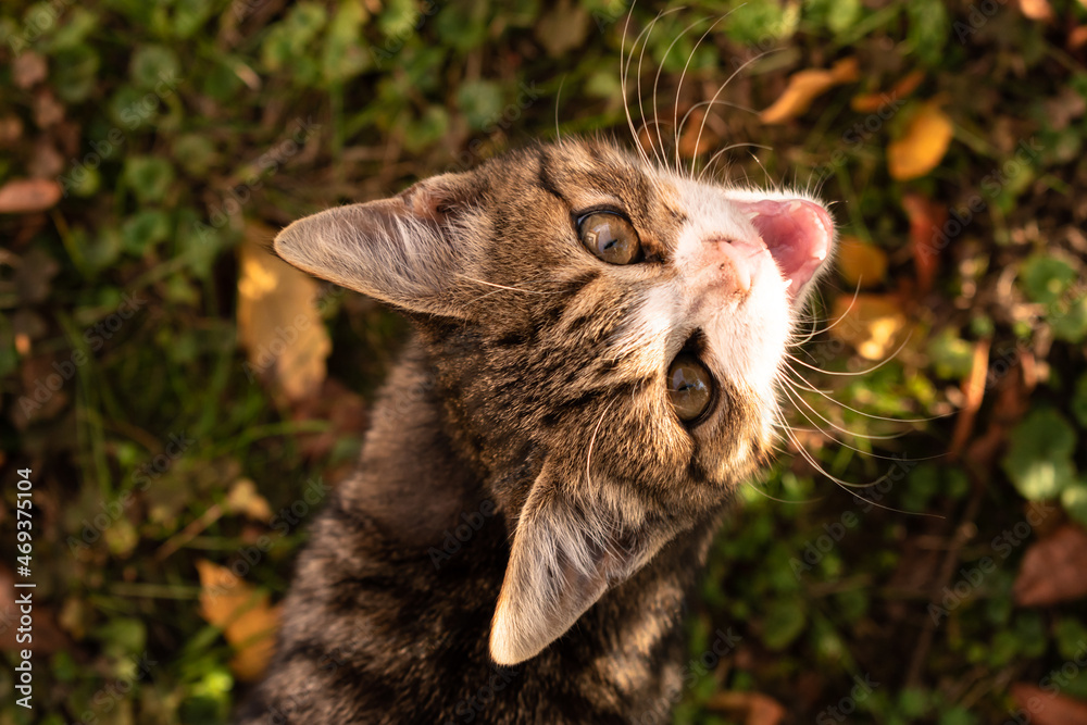Happy little cat looking up at her human among the leaves in autumn, enjoying good weather