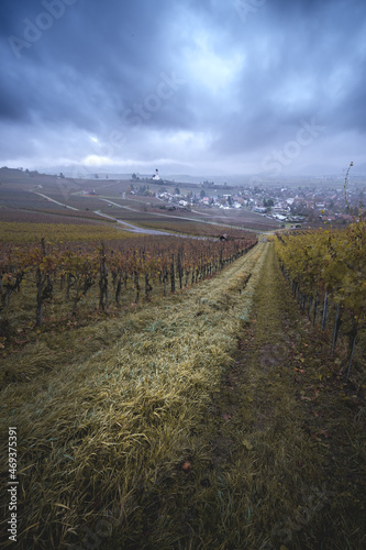 vineyard in the autumn