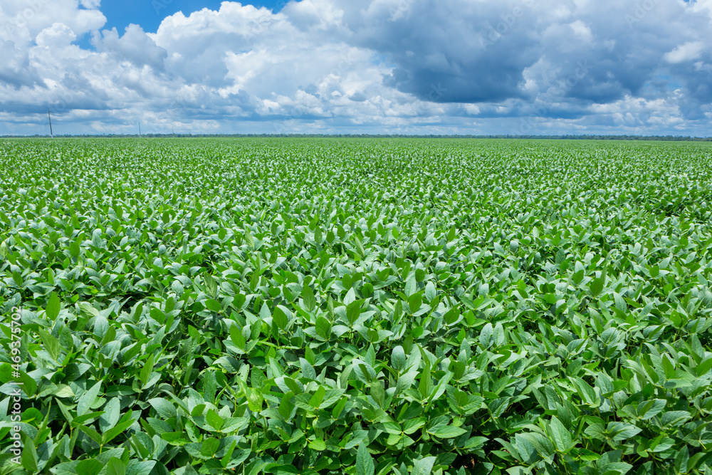 Beautiful view huge farm soy plantation with green leaves on sunny summer day. Concept of agriculture, environment, soybeans field, ecology, technology, agronomy, economy, harvest. Beautiful view huge farm soy plantation with green leaves on sunny summer day. Concept of agriculture, environment, soybeans field, ecology, technology, agronomy, economy, harvest.
