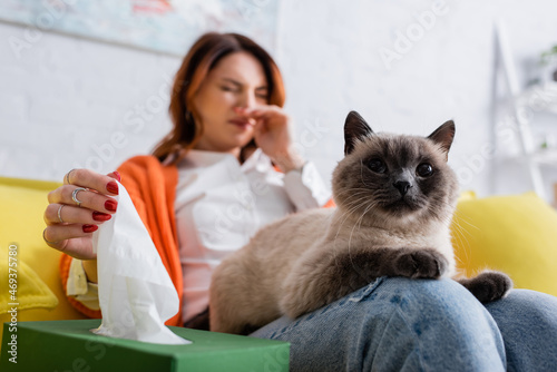 selective focus of cat near blurred allergic woman sneezing and taking paper napkin from pack