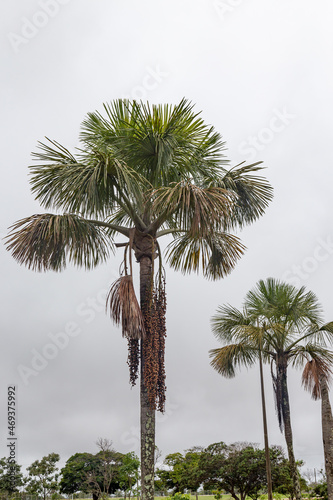 Palm trees  group and ripe buriti fruits  Mauritia flexuosa   fruits very rich in vitamin A. They grow in marshy or very humid terrain. Brazilian fruits