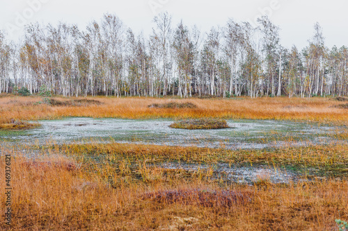 Swamps. Belarusian swamps are the lungs of Europe. Ecological reserve Yelnya. Yelnya National Landscape Reserve trail over a bog , Belarus. photo