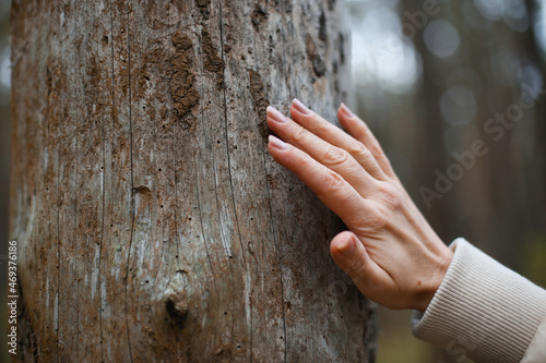 A woman touches a died tree in a forest. Bark in absent. Shadow