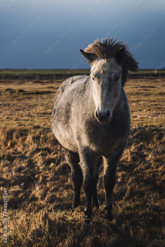 Fototapeta premium horse on the beach