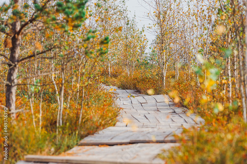 Wooden eco path walkway through wetlands. Autumn time. Yelnya National Landscape Reserve trail over a bog , Belarus. photo