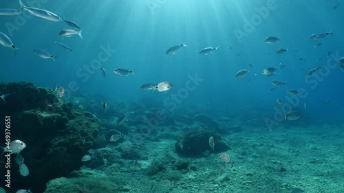 Wallpaper Mural fish scenery underwater sun beams sun rays underwater mediterranean sea sun shine relaxing ocean scenery Torontodigital.ca