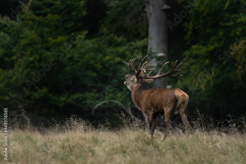 Red deer during rutting time. Deer in wildlife. European nature. 