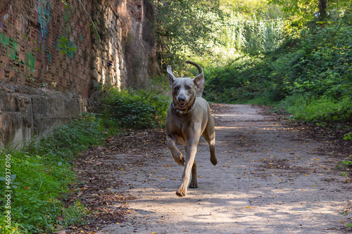 Weimaraner running down a path on forest.