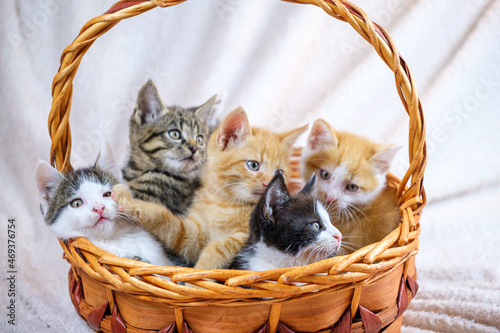 Cute tabby, tuxedo and ginger kittens in a basket