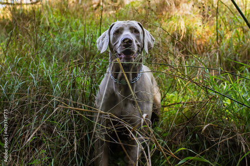 Weimaraner sitting in a green field