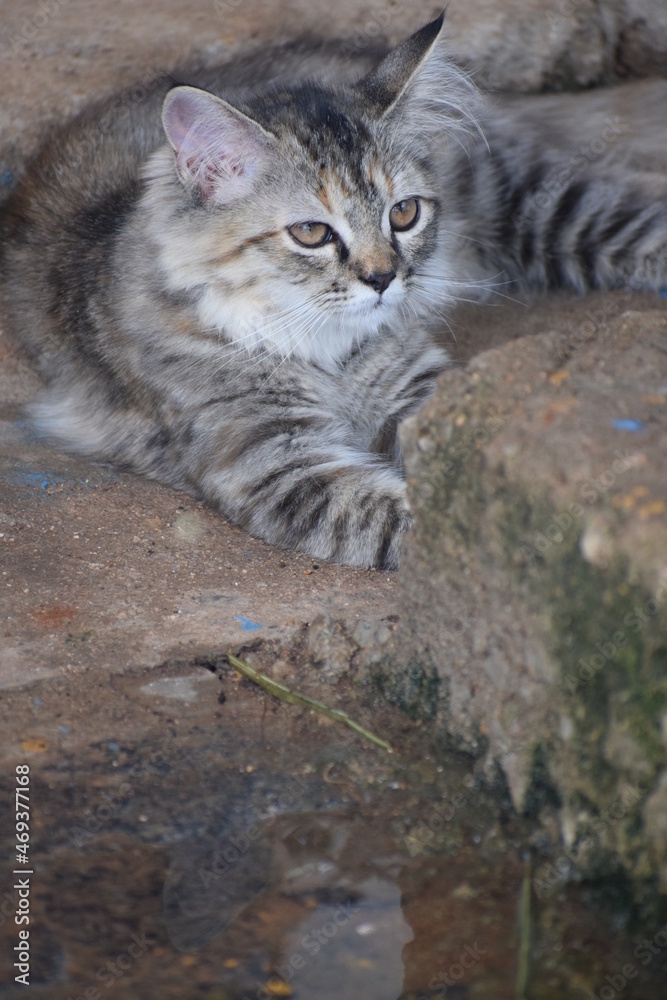 cat in the garden