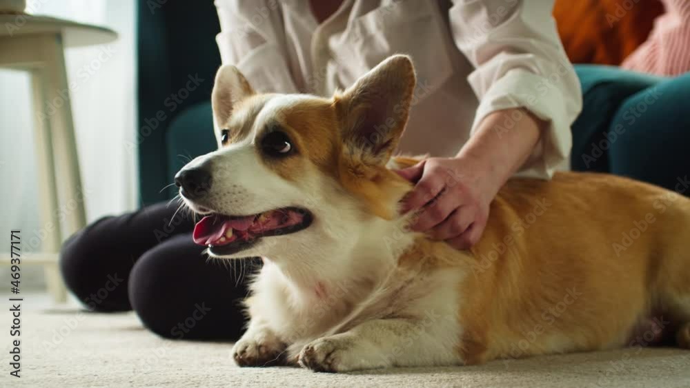 Woman petting corgi dog close-up. Handler strocking her golden puppy in living room. Happy domestic animal lying on floor at home. Pembroke welsh corgi relaxing. Woman petting corgi dog close-up. Handler strocking her golden puppy in living room. Happy domestic animal lying on floor at home. Pembroke welsh corgi relaxing.