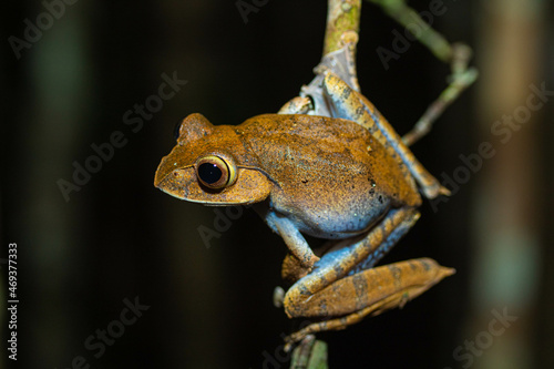 Madagascan frog on a tree branch
