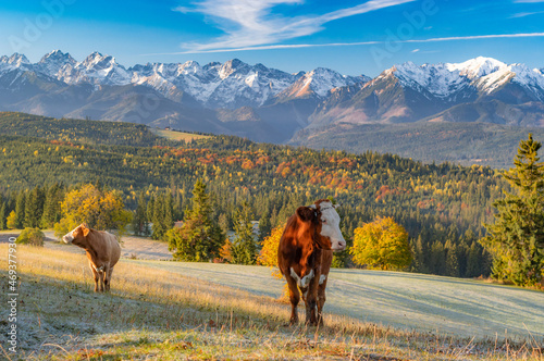 Cows on pasture, Tatra mountains panorama, colorful autumn view from Lapszanka pass, Poland and Slovakia