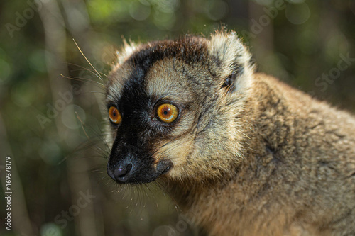 Headshoot of a  brown lemur (Eulemur fulvus)