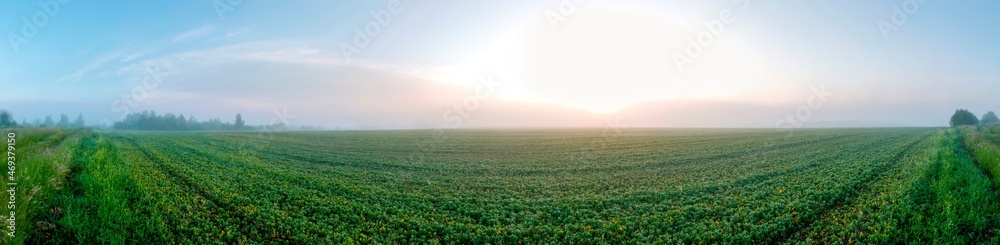 Panorama of a field road. Flowers and young crops of rape.