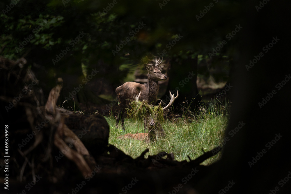Red deer during rutting time. Deer in wildlife. European nature. 